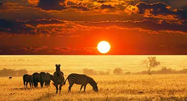 Safari-en-Afrique