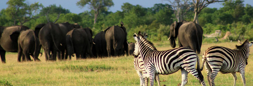 Safari au Botswana