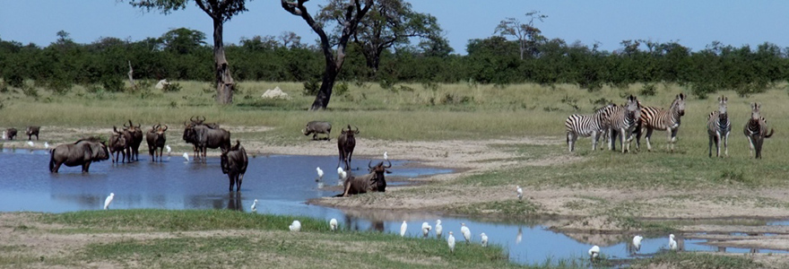 des parcs à Botswana